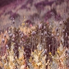 Plants: image2 147 Of 208 Thumb